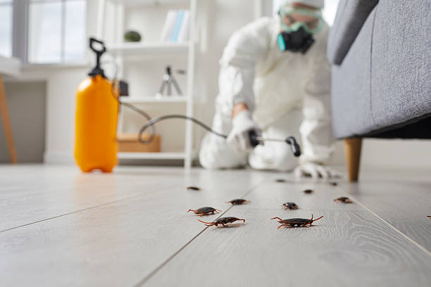 Commercial Kitchen Cockroach Control in Blennerhassett